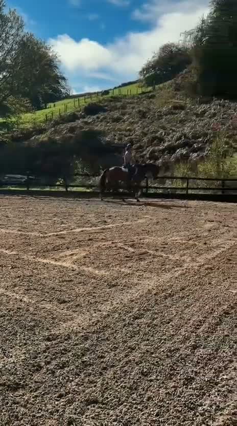 Irish Thoroughbred horses for sale: Kodi - The one with the WOW  - Video 2