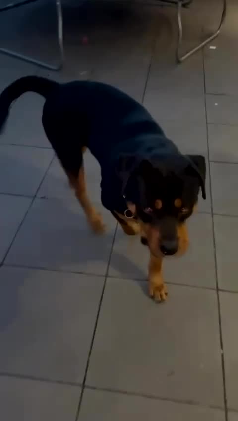 Rottweiler dogs for sale: Bruno. Stunning 1yr 8 months Rottweiler boy - Video 1