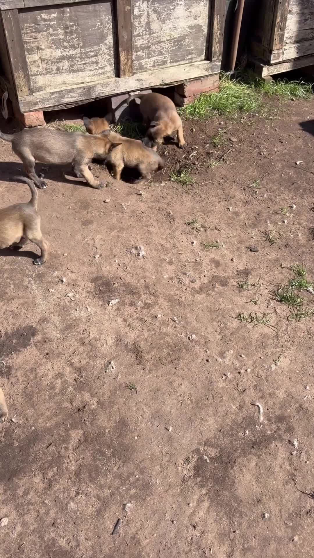 Belgian Shepherd Dog dogs for sale: belgian malnois shepard in Birmingham - Video 2