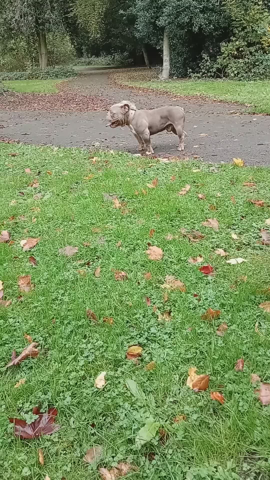 American Bully dogs for sale: 10" Micro bully KINGPIN LOCOLV 3RD GEN - Video 2
