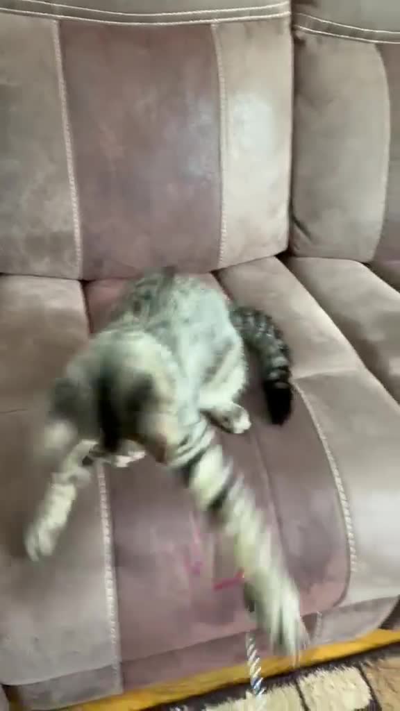 Mixed Breed cats for sale: Two Maine coon cross tabby kitten  - Video 2