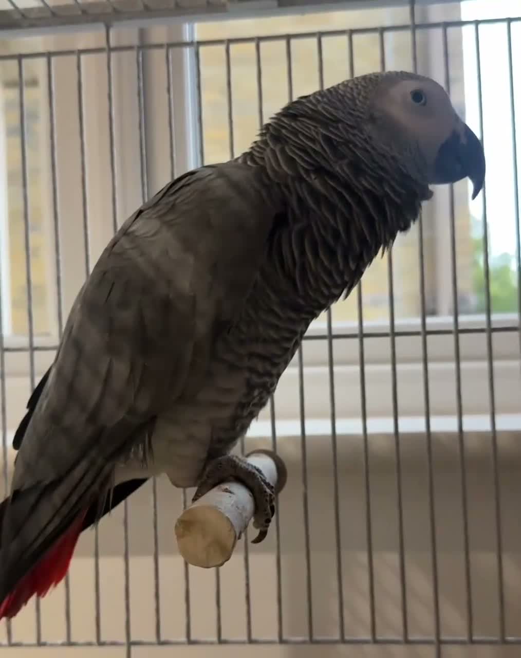 Parrots birds for sale: Beautiful African Grey parrot male in Peterborough - Video 1