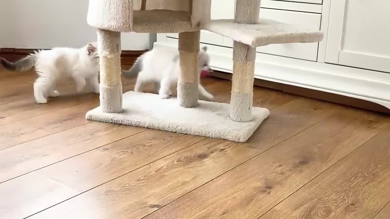 Ragdoll cats for sale: INDOOR TWO MALE GCCF REGISTERED RAGDOLL KITTENS - Video 2