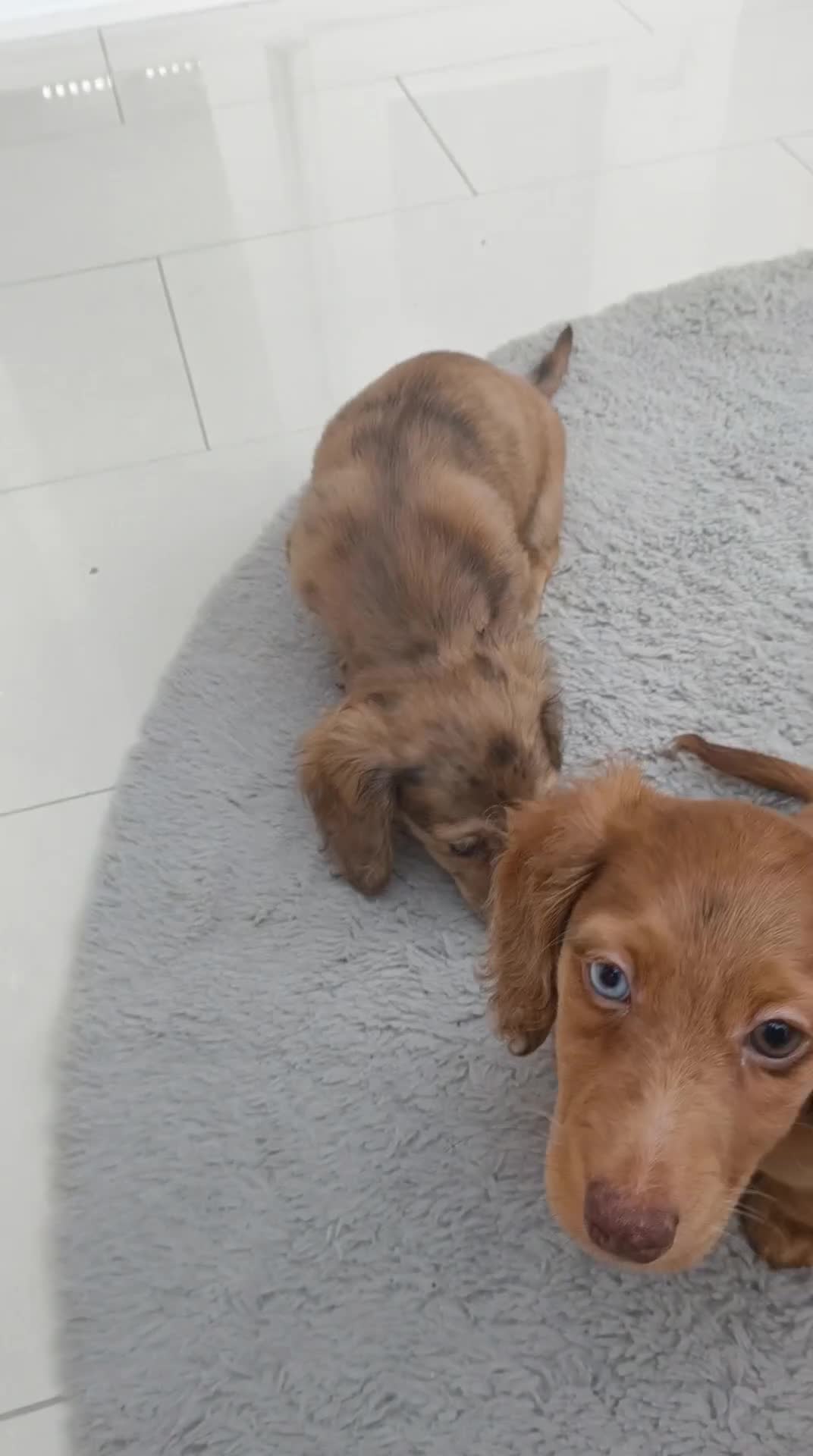 Dachshund dogs for sale: Long haired daschaunds  - Video 2