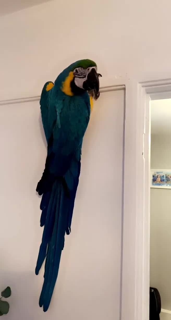 Macaws birds for sale: Buddy the macaw  - Video 1