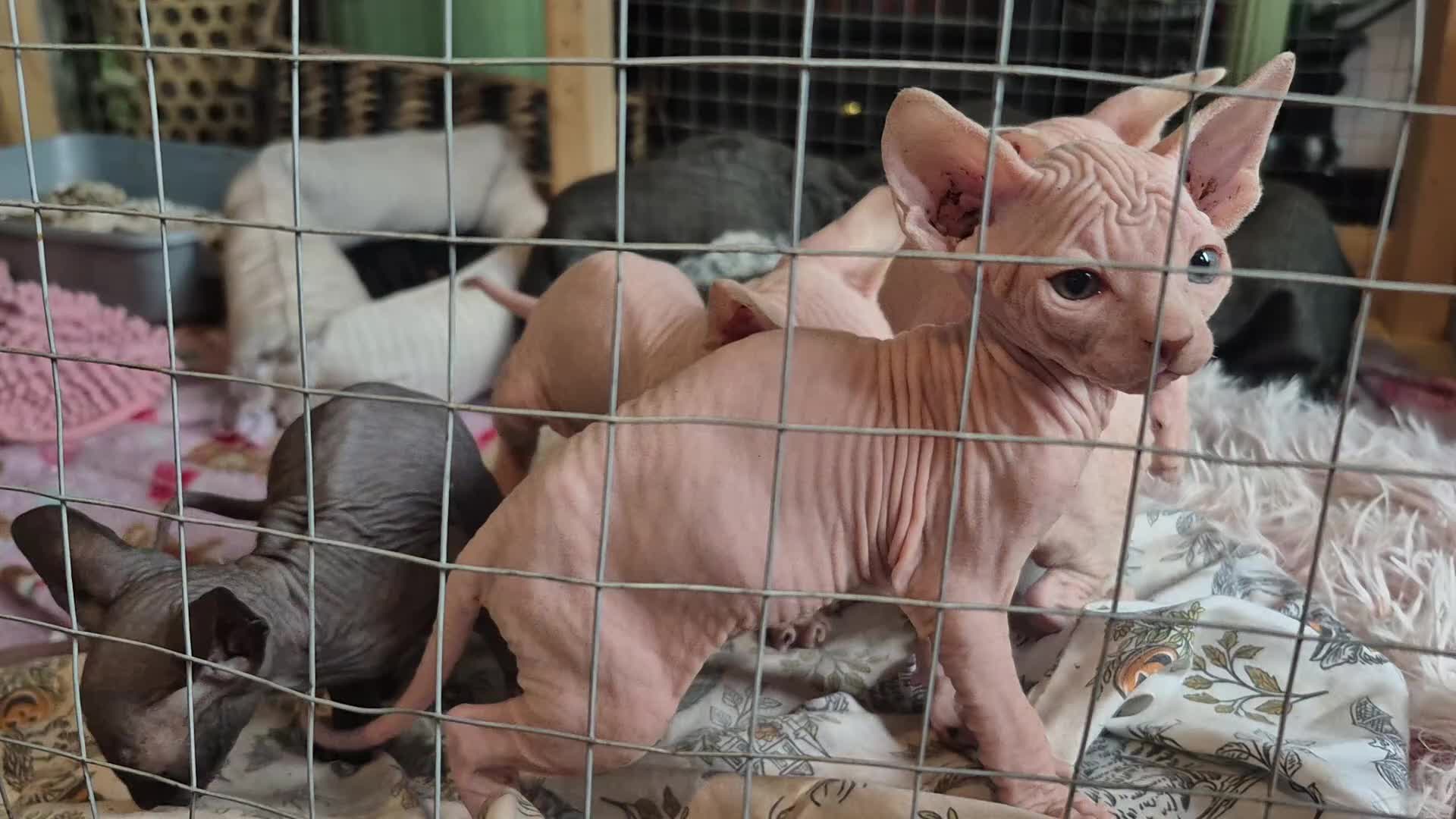 Sphynx cats for sale: Gorgeous Sphynx Kittens for sale - Video 1