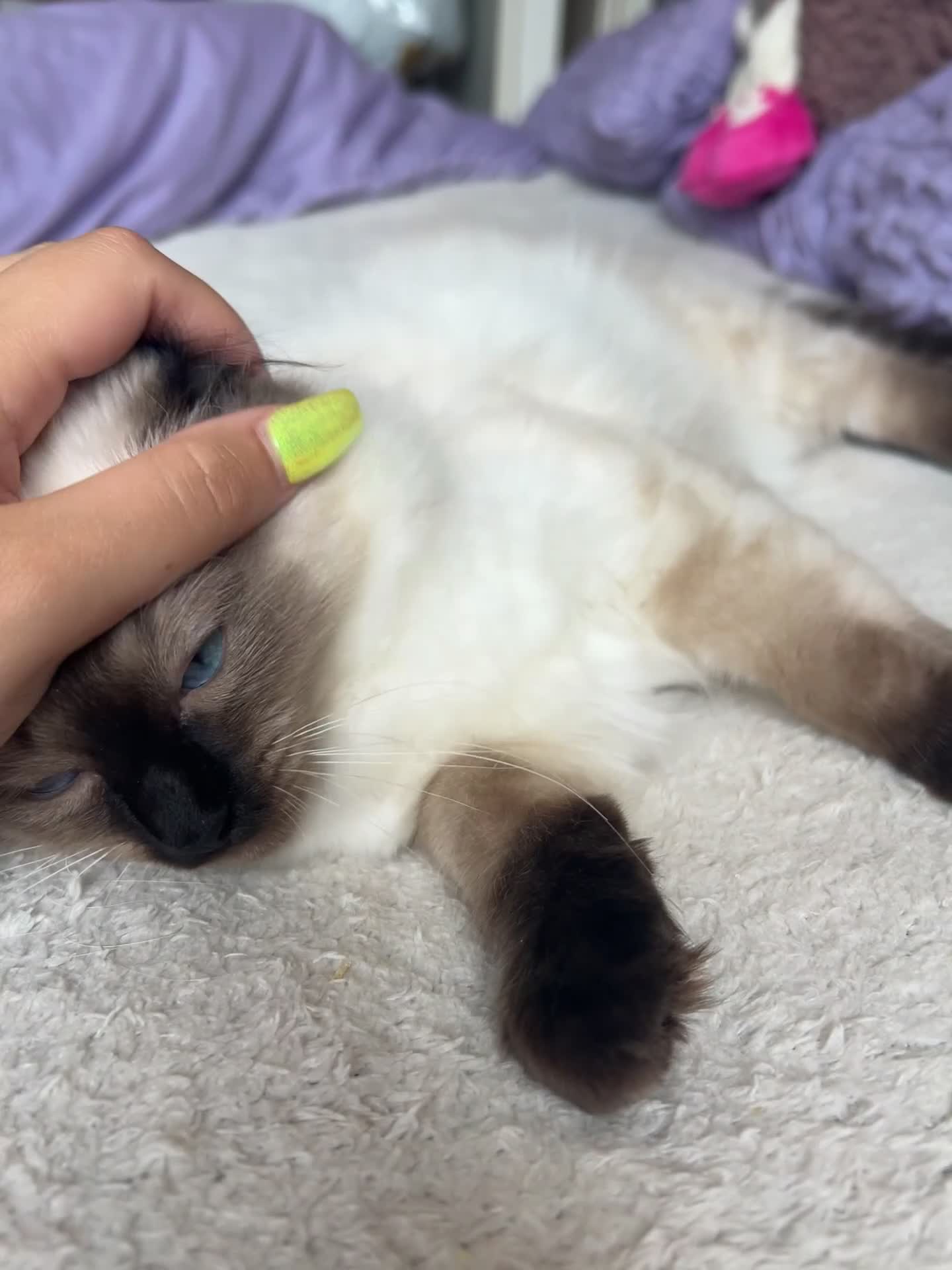 Ragdoll cats for sale: 4 pure Ragdoll kittens✨FREE ESSENTIAL STARTER PACK - Video 2