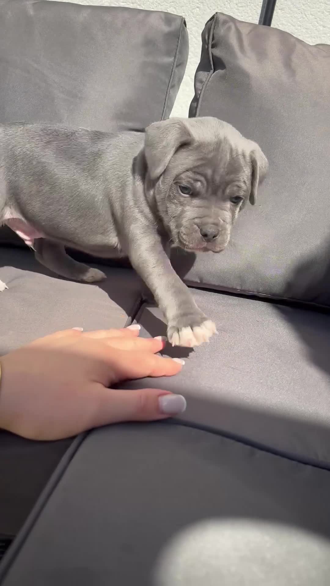 Staffordshire Bull Terrier dogs for sale: Beautiful Staffy Puppies – Ready Soon in Yeovil - Video 2