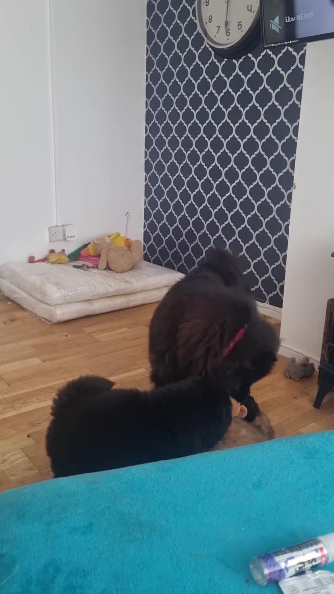 Chow Chow dogs for sale: KC uk registered chow chow puppies  - Video 1