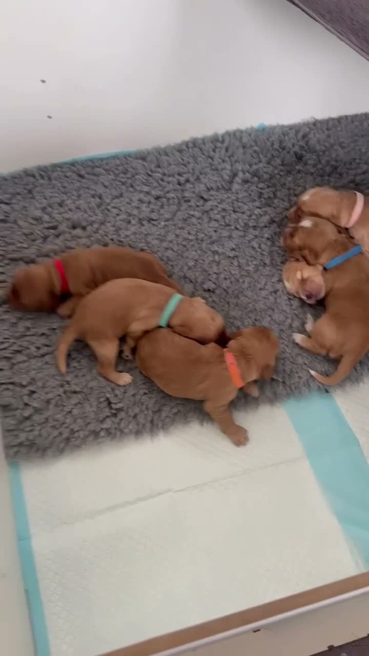 Cocker Spaniel dogs for sale: Working Cocker Spaniels - Video 1