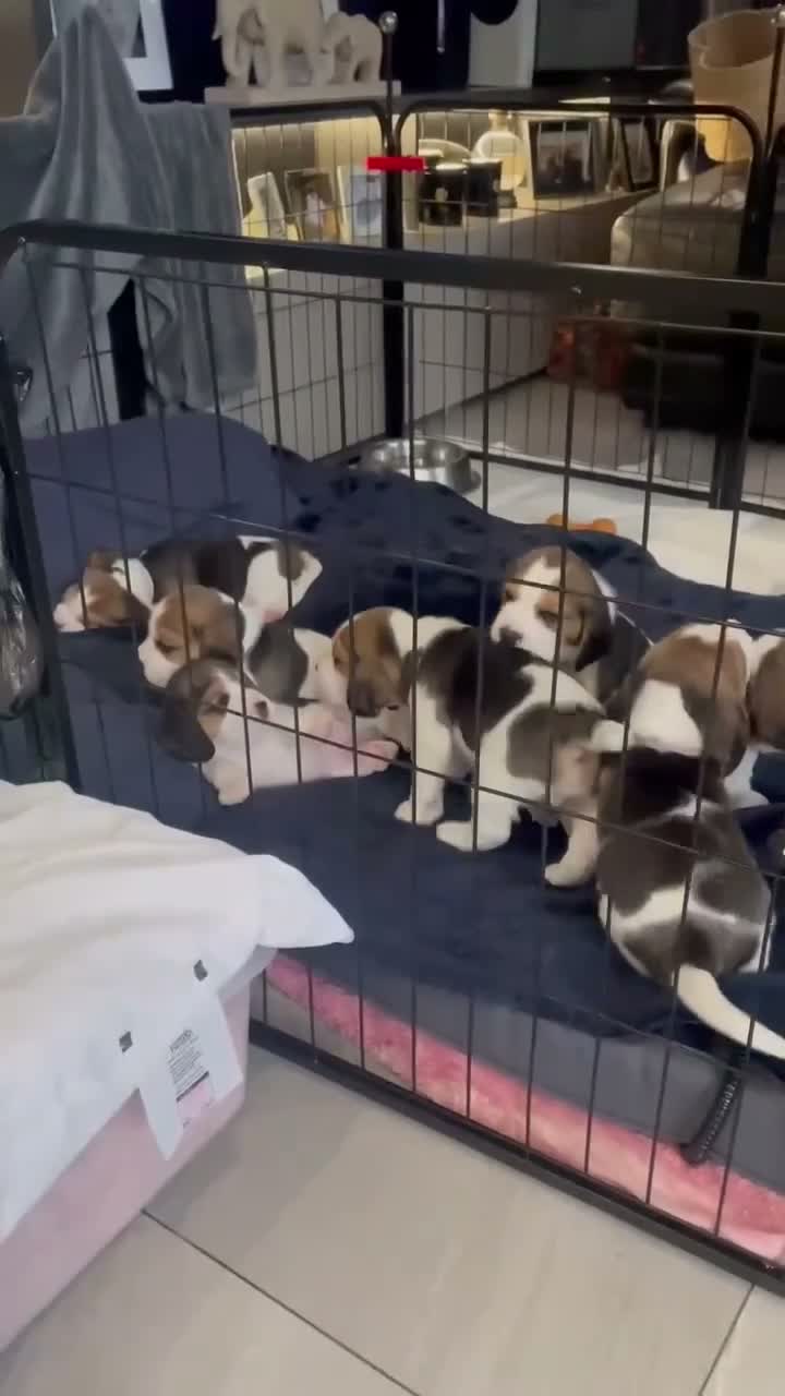 Beagle dogs for sale: Stunning Tri-Colour Beagle Puppies  - Video 1
