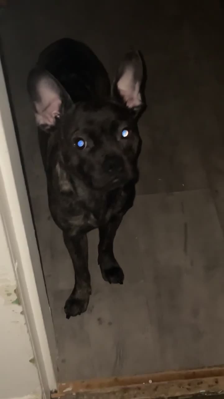 French Bulldog dogs for sale: Ivy staffy x frenchie - Video 2