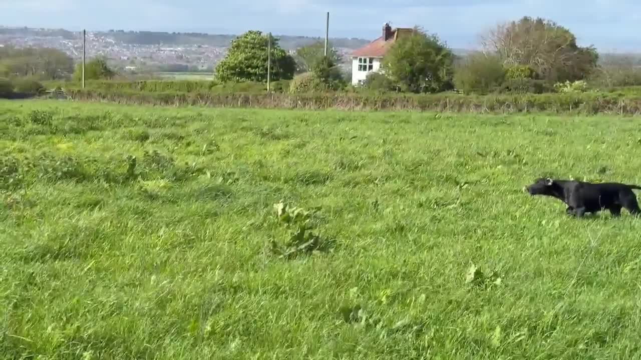 German Shorthaired Pointer dogs for sale: Bred for Temperament and working - Video 4