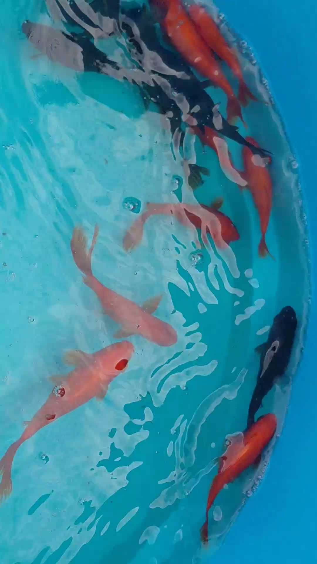Goldfish fish for sale: Goldfish in Yeovil - Video 1