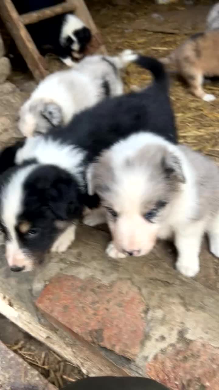 Border Collie dogs for sale: Border collie pups - Video 1