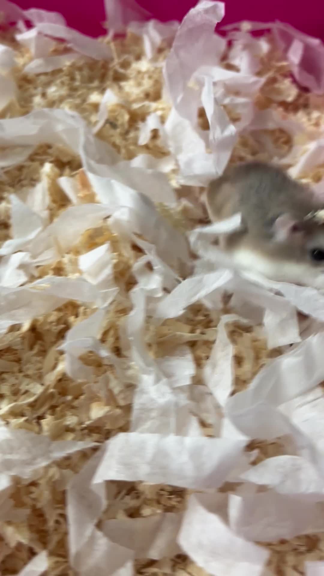 Hamster rodents for sale: Roborovski Dwarf Hamster  in Stockton-on-Tees - Video 3