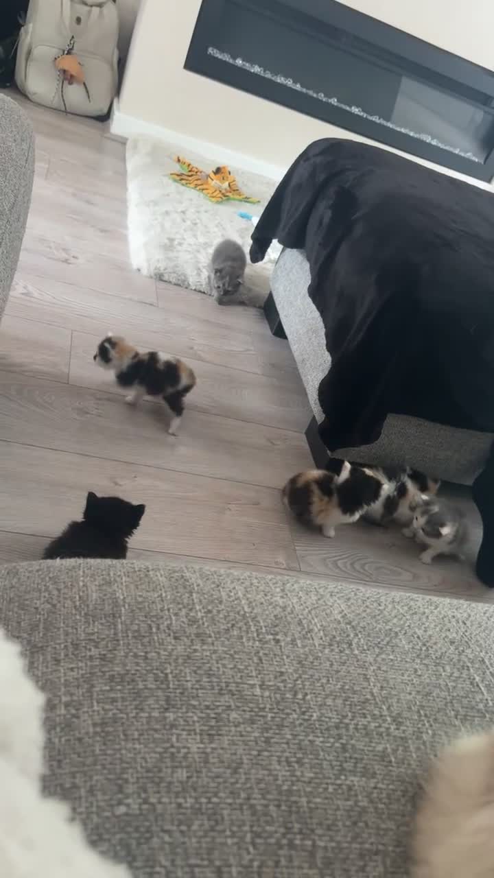 Ragdoll cats for sale: Ragdoll x Norwegian forest kittens - Video 1