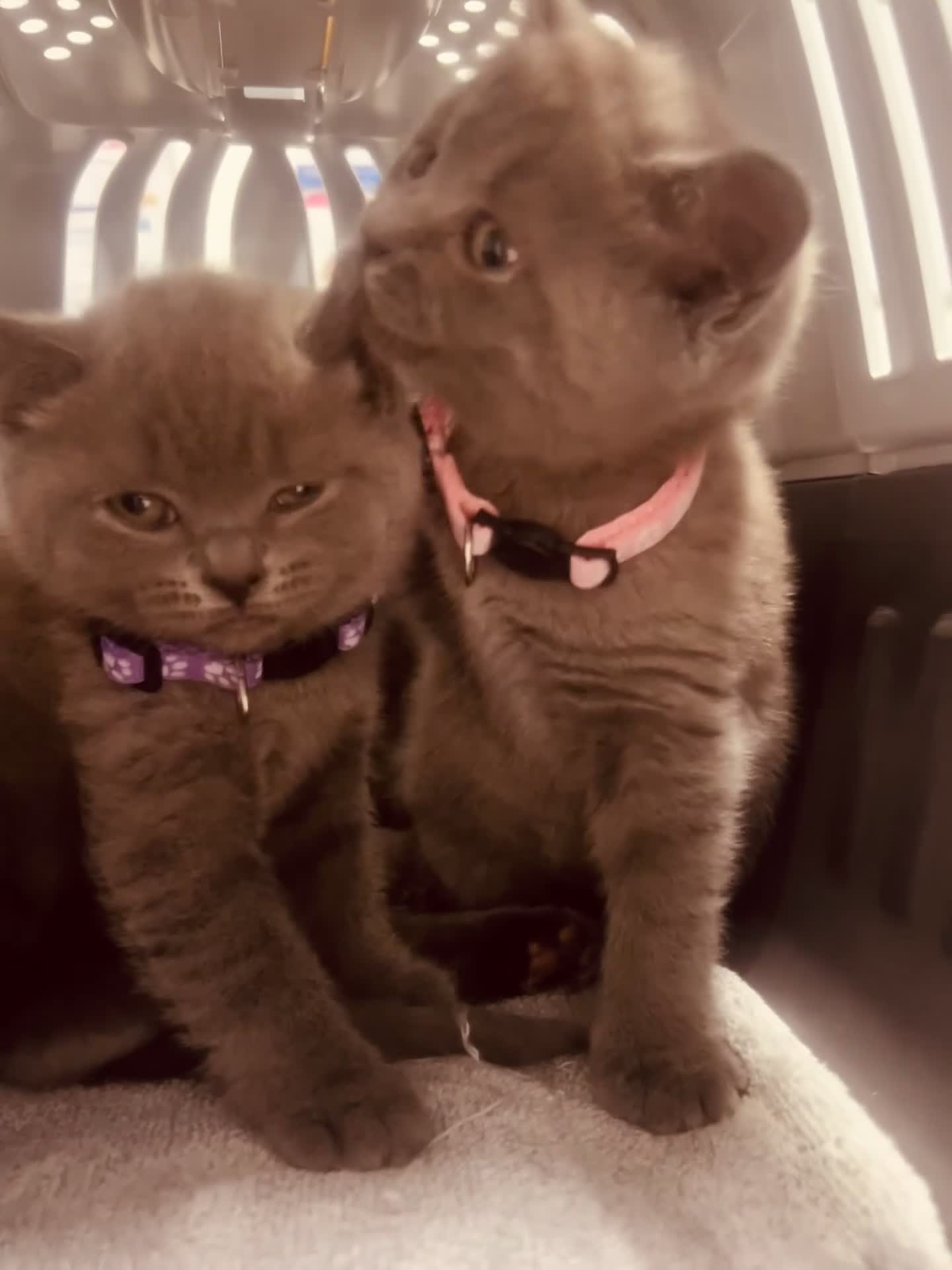 British Shorthair cats for sale: ✨Beautiful Chunky British Shorthair Kittens in Fareham - Video 1