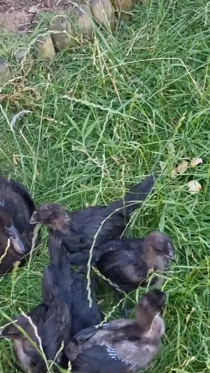 Chickens poultry for sale: Ayam Cemani Chicks – Hatched 12th June – Unsexed - Video 1