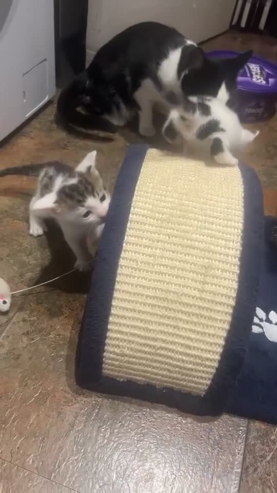 Domestic Shorthair cats for sale: Domestic Shorthair Kitten - Video 2
