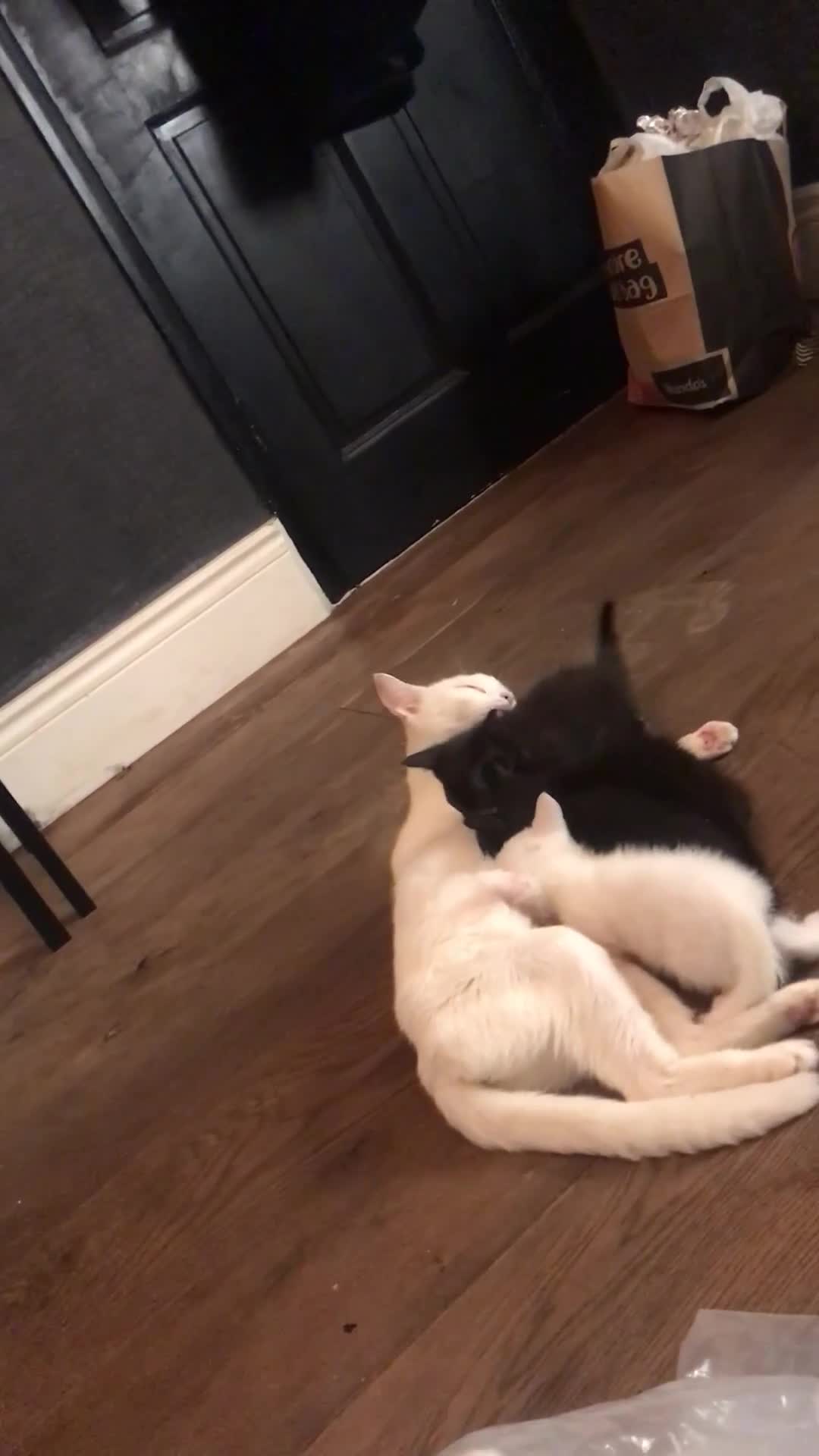 Mixed Breed cats for sale: Playful kittens looking for a new home - Video 1