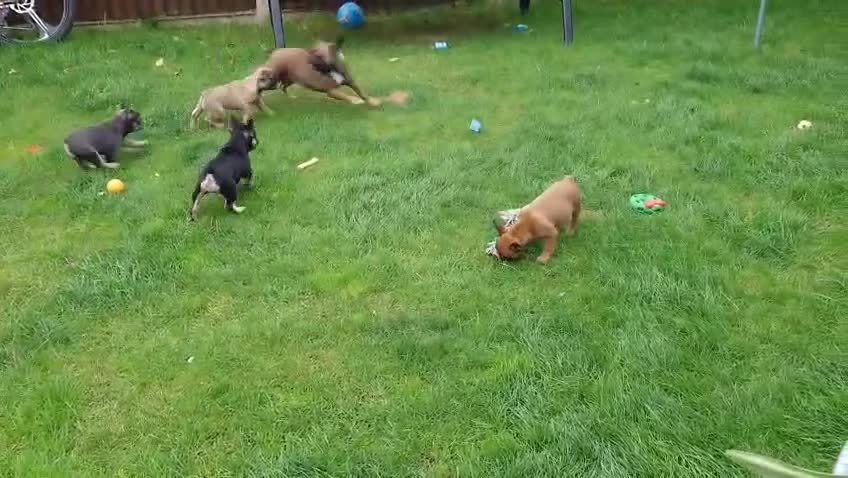 French Bulldog dogs for sale: French bulldog puppies - Video 1