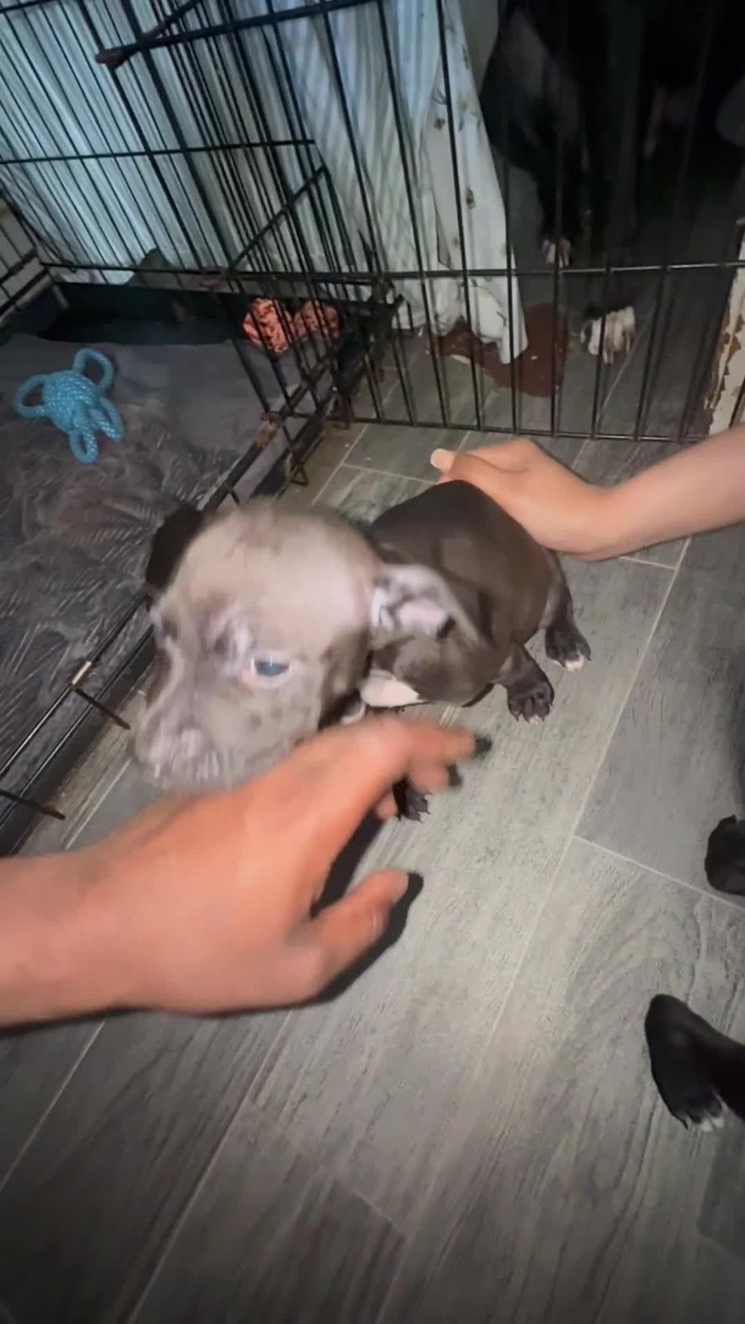 Staffordshire Bull Terrier dogs for sale: Luna’s beautiful litter for sale  - Video 1