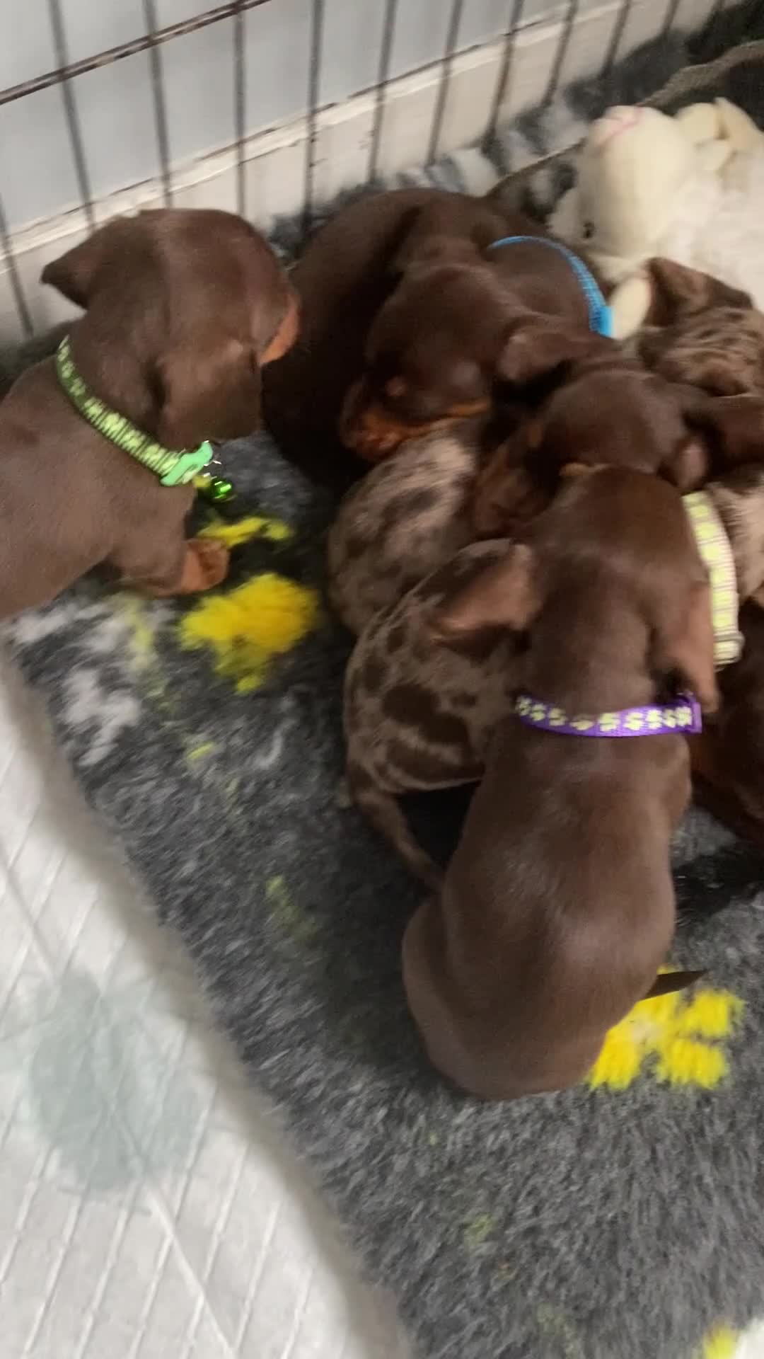 Miniature Dachshund dogs for sale: Reduced Kc miniature dachshund ready now - Video 2
