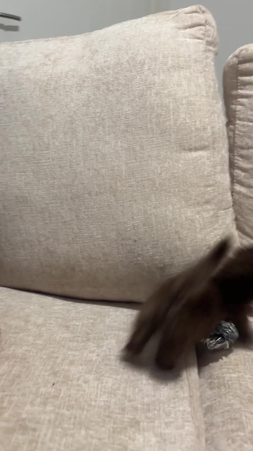 Munchkin cats for sale: RARE BLUE SHORTHAIRED SPOTTED MUNCHKIN BOY  - Video 1