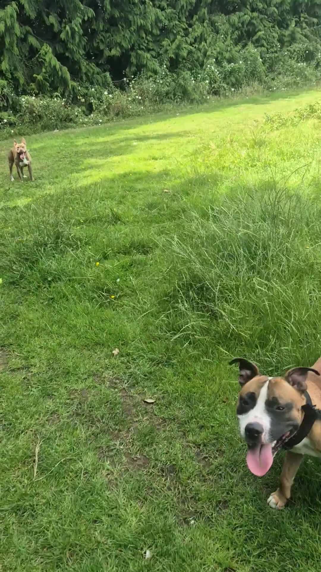 Mixed Breed dogs for sale: American Bulldog x Staffy for rehoming  - Video 2