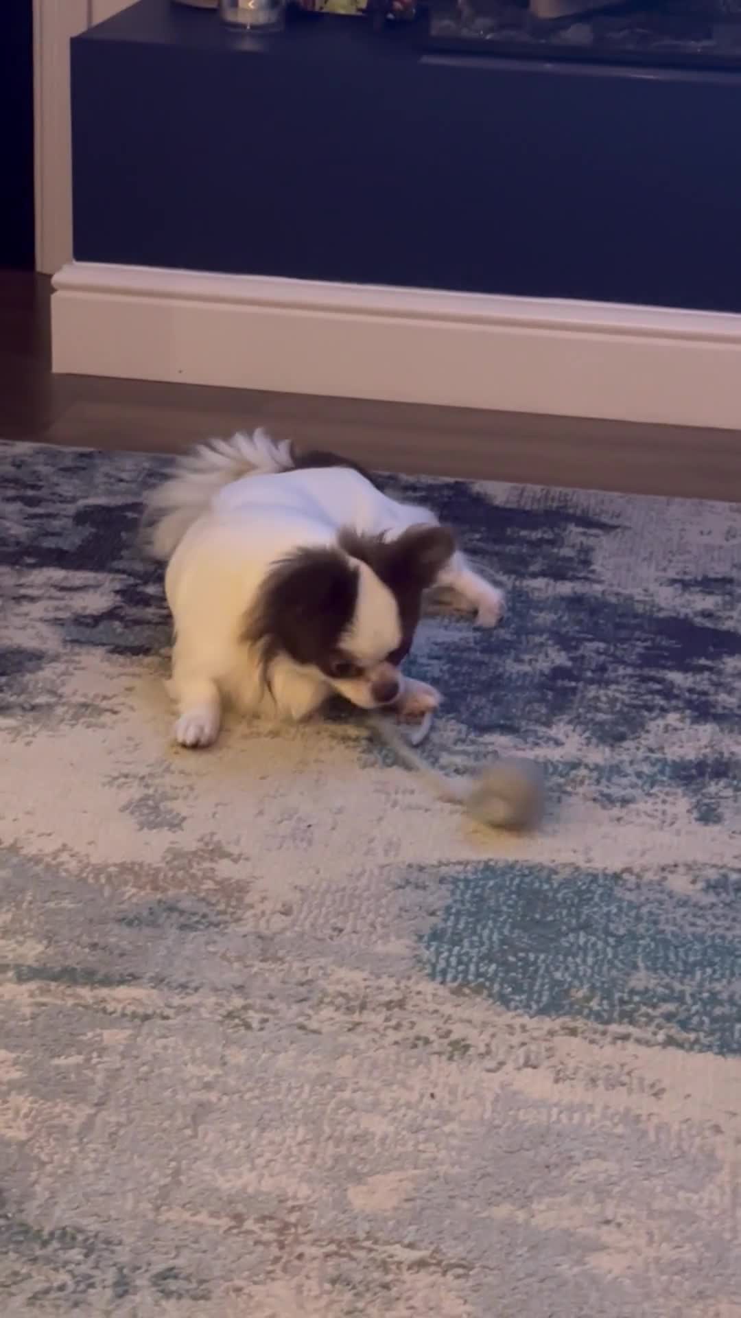 Chihuahua dogs for stud: Long coat chihuahua chocolate and white stud boy - Video 1