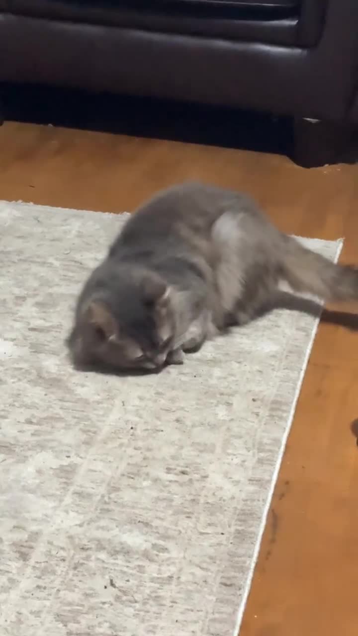 Mixed Breed cats for sale: Domestic longhair cat - Video 1