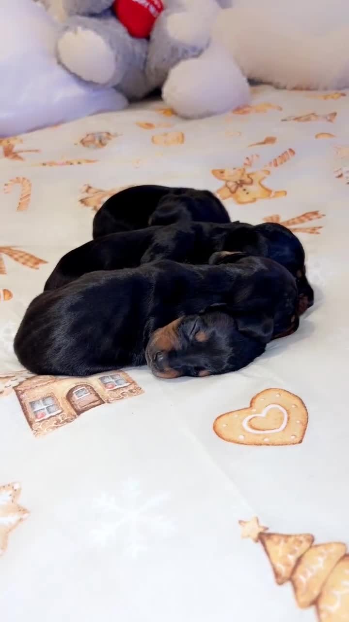 Miniature Dachshund dogs for sale: 6 smooth haired miniature dachshunds! - Video 2