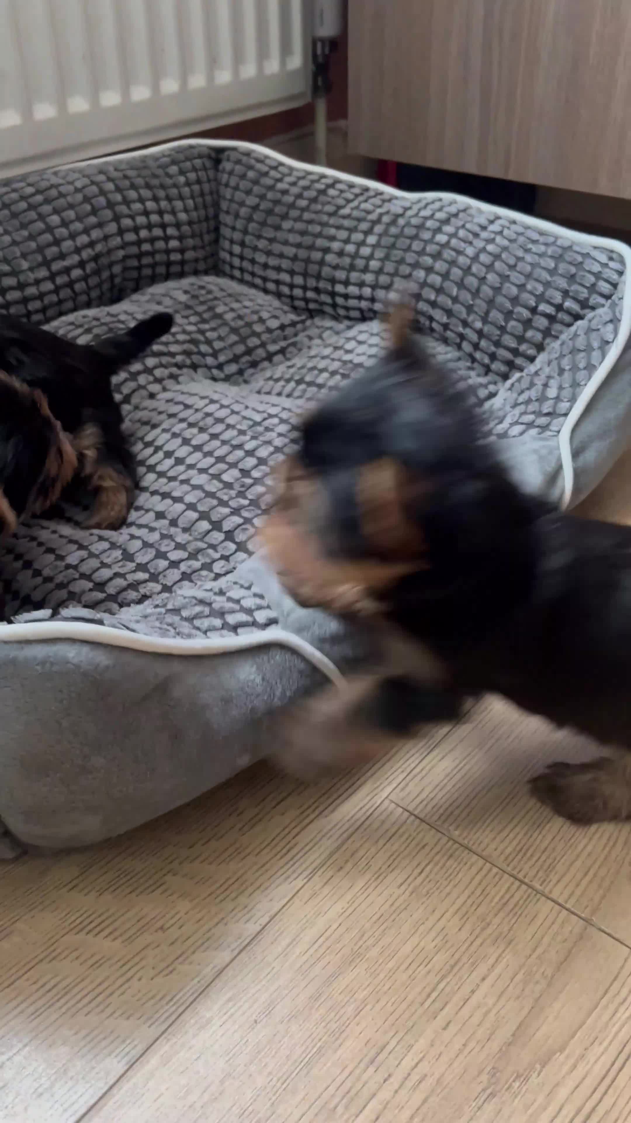 Yorkshire Terrier dogs for sale: Baby face mini pedigree YORKIE pups - Video 2