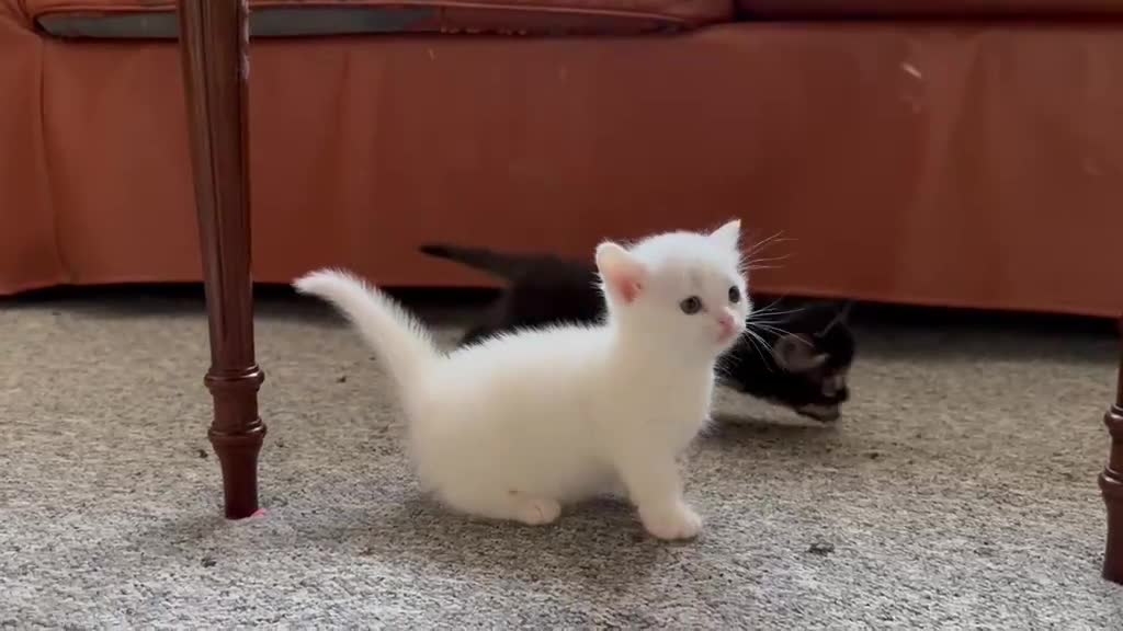 Munchkin cats for sale: Sweetest Personality Guaranteed-Fur Babies 🤗 - Video 3