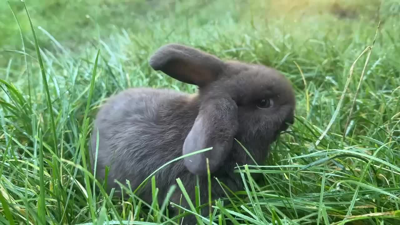 Mini Lop rabbits for sale: Lovely mini Lop bunnies, ready for a new home ❤️ - Video 1