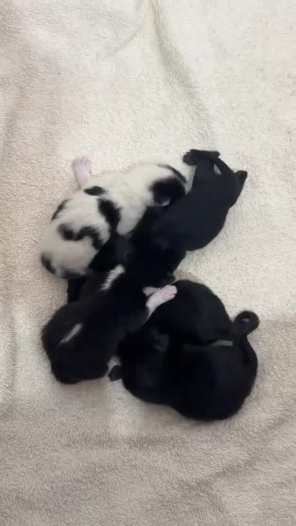 Mixed Breed cats for sale: 5 kittens ready to go to their forever homes  - Video 2