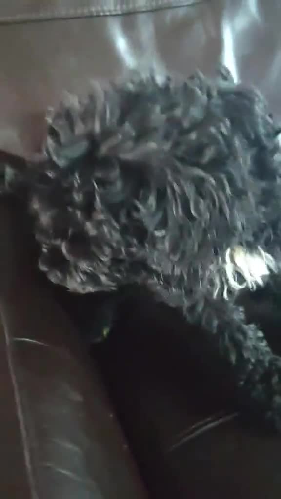 Mixed Breed cats for sale: For sale miniature poodle last boy and last girl  - Video 1