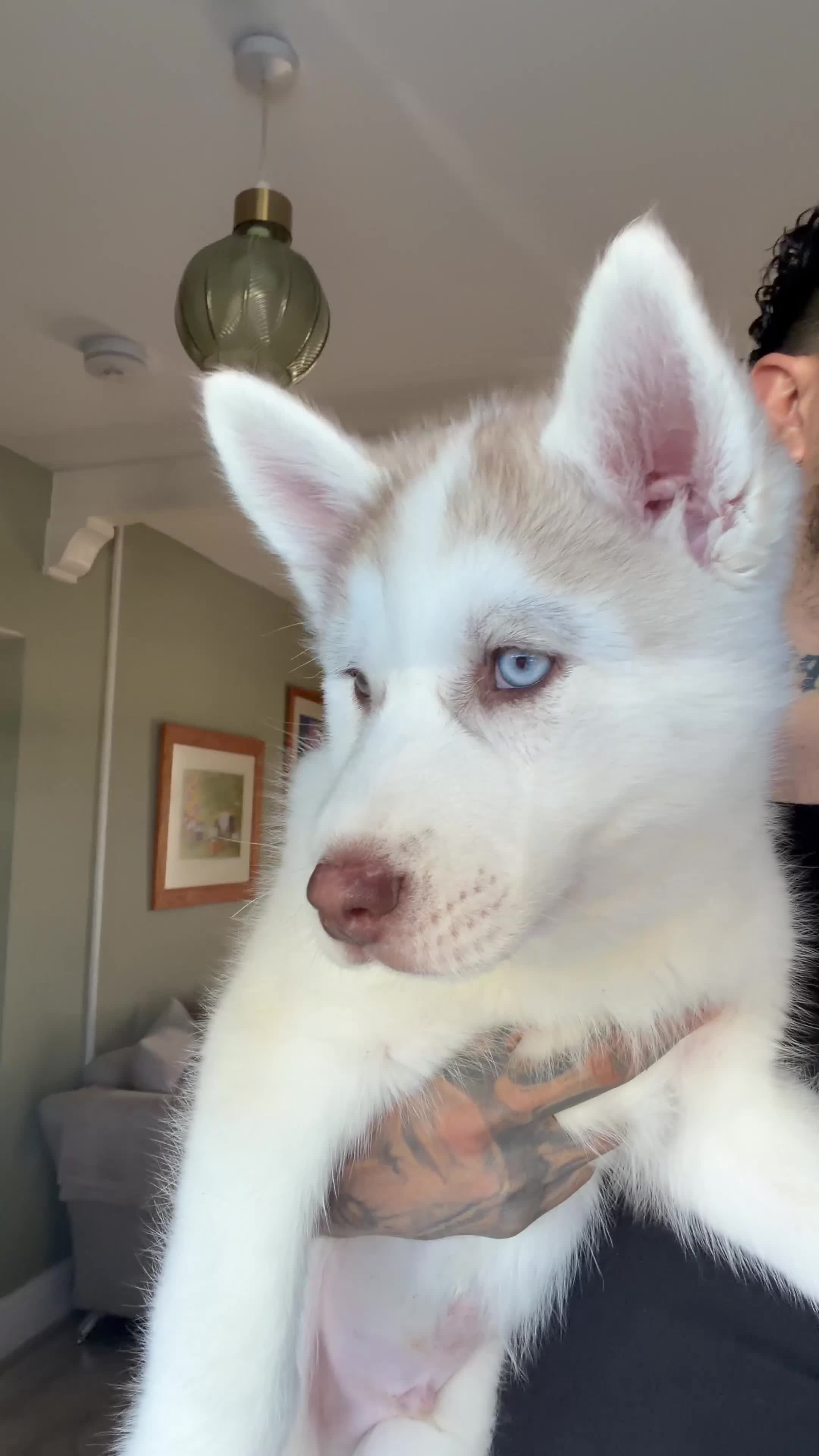 Siberian Husky dogs for sale: Siberian husky puppies - Video 1