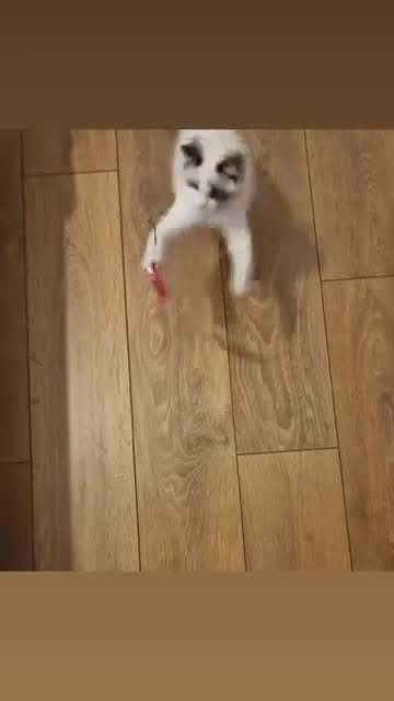 Ragdoll cats for sale: Miss Snow White  - Video 1