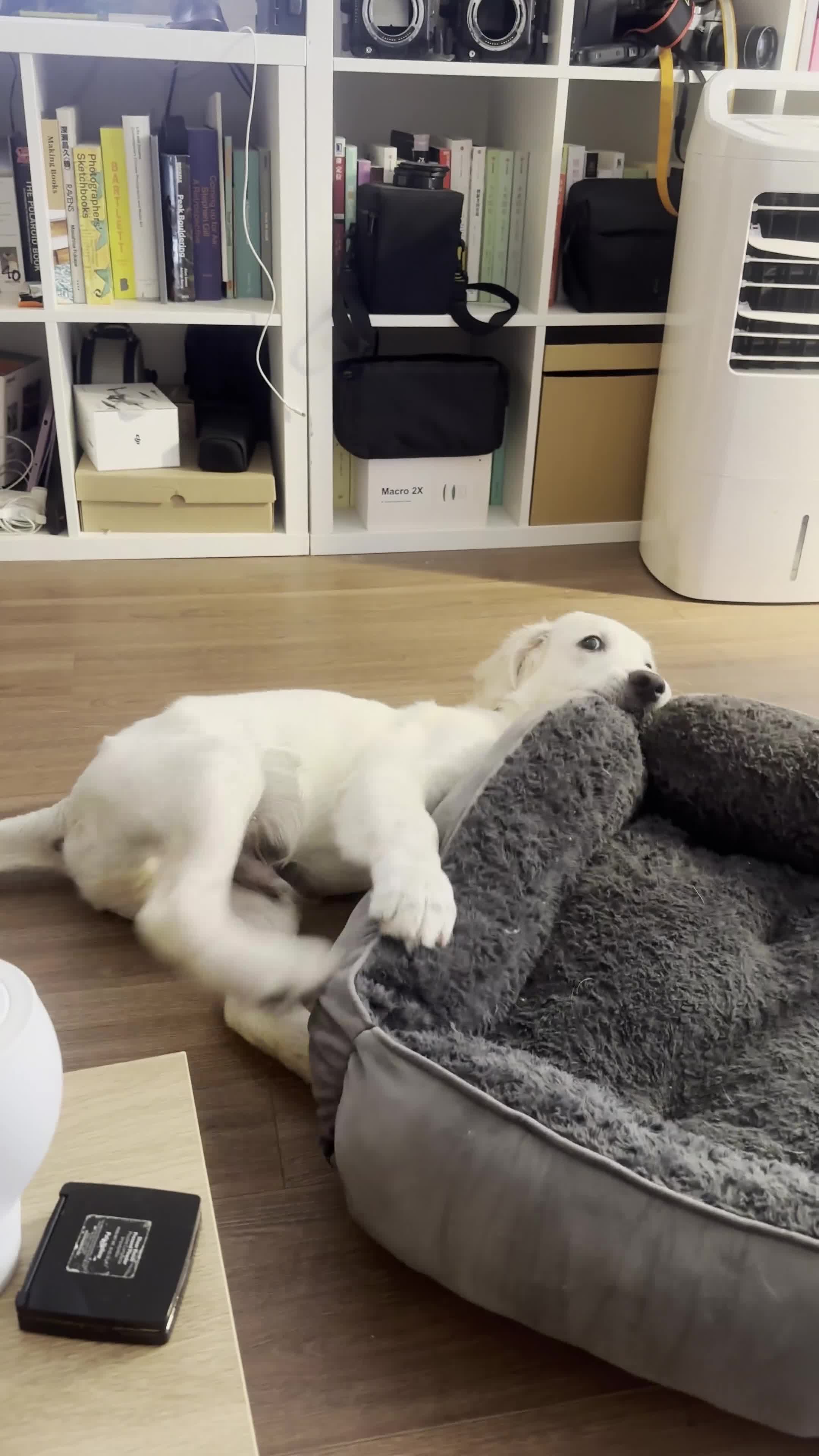 Golden Retriever dogs for sale: Lovely golden retriever W needs a forever home - Video 1