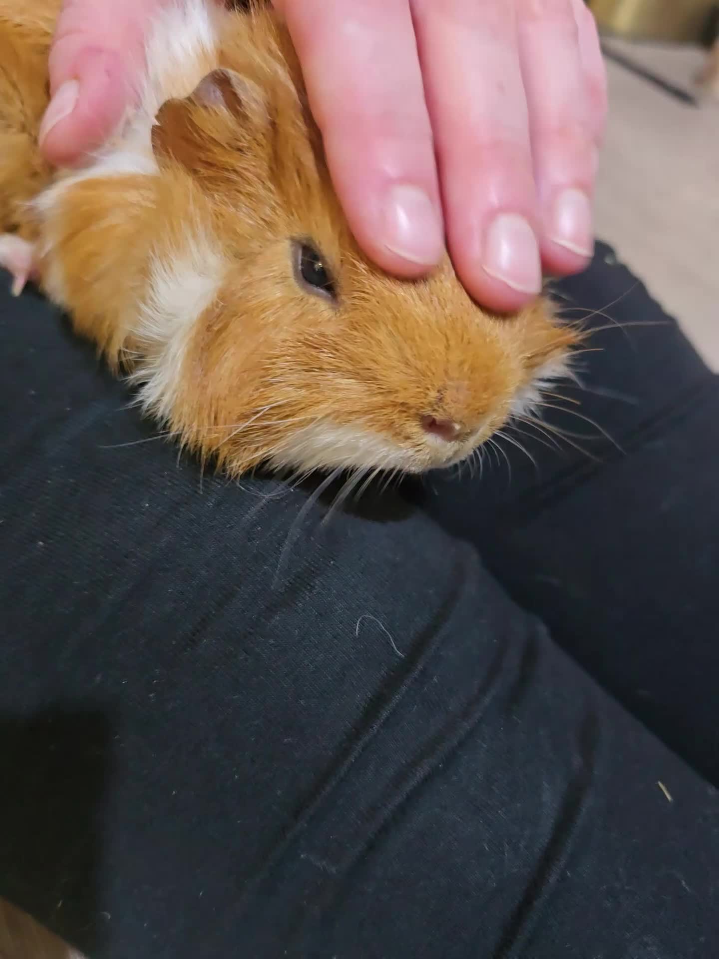 Guinea Pig rodents for sale: Toffee the Guinea pig - Video 1