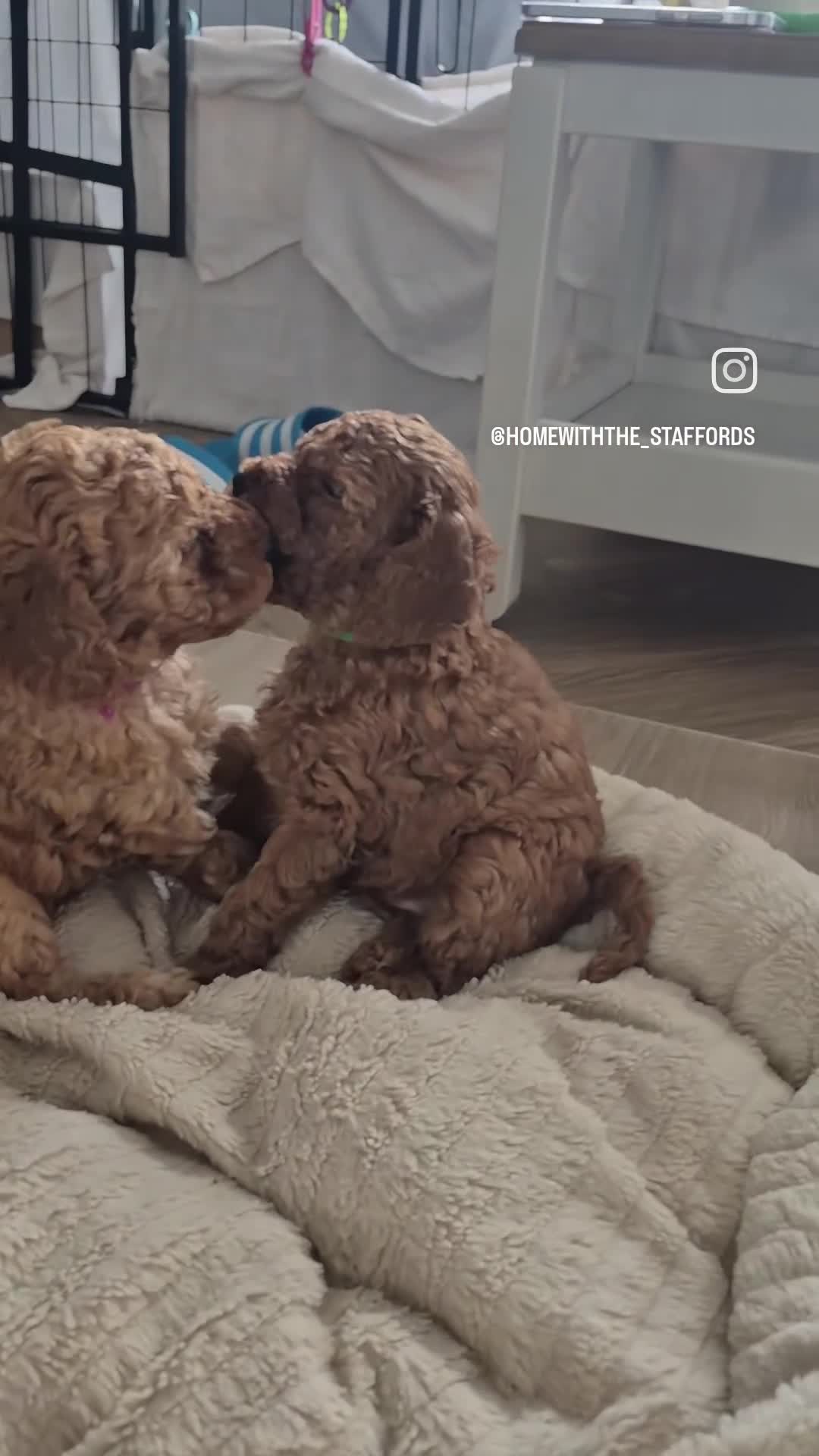 Miniature Poodle dogs for sale: Beautiful KC Registered Miniature Poodle Puppies  in Mirfield - Video 1