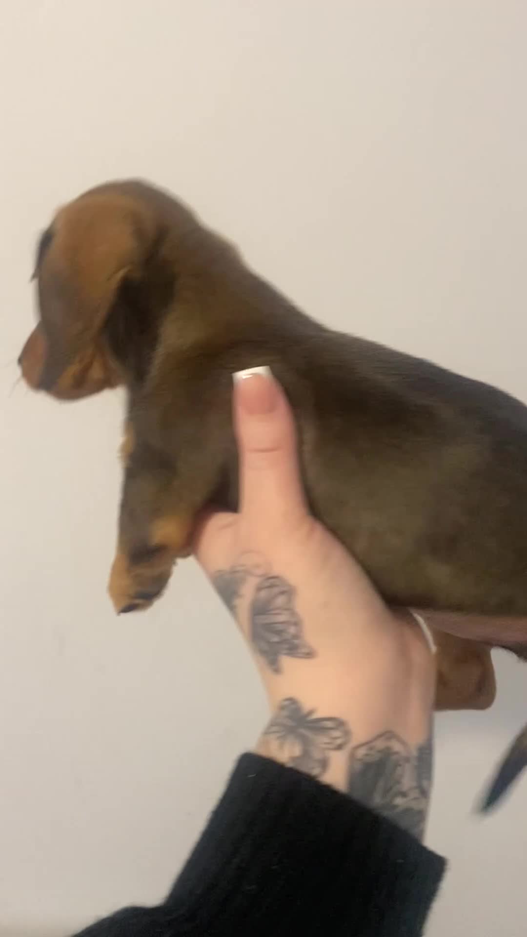 Miniature Dachshund dogs for sale: DOLLAR 💵  - Video 1