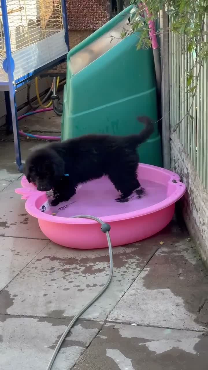 Newfoundland dogs for sale: 6 month old KC Newfoundland Pup  - Video 1