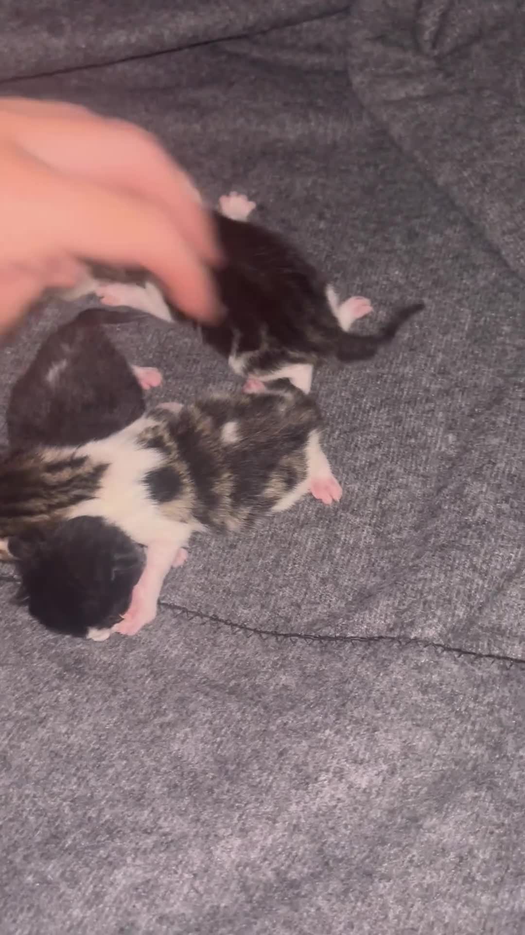 Mixed Breed cats for sale: Calico kittens - Video 1