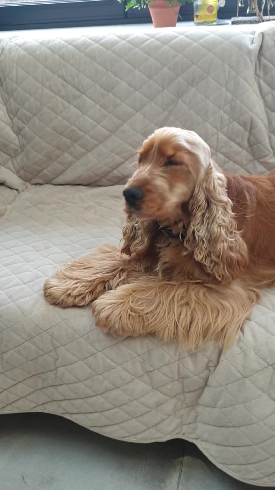 Cocker Spaniel dogs for stud: KC STUD,SHOW COCKER SPANIEL/PROVED/DNA CLEAR,  - Video 1