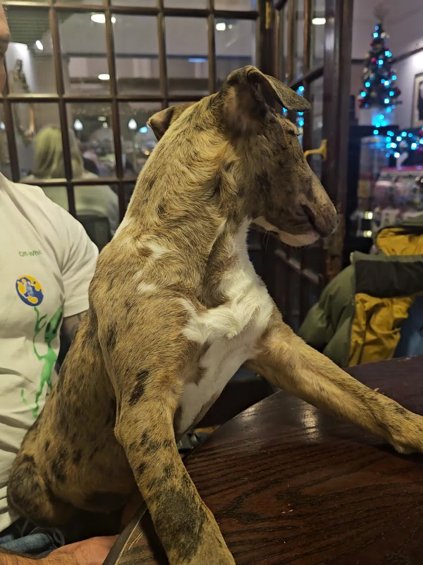 Miniature Bull terrier dogs for sale: Merle miniature english bull terrier  - Video 1