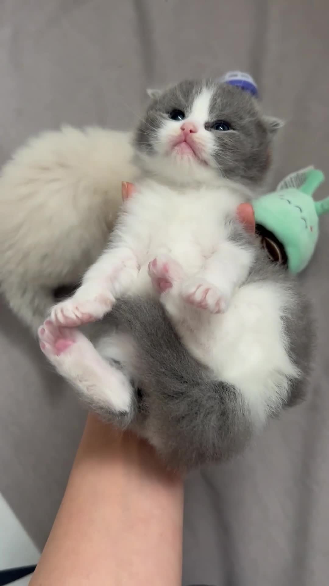 Ragdoll cats for sale: Ragdoll kittens  - Video 2