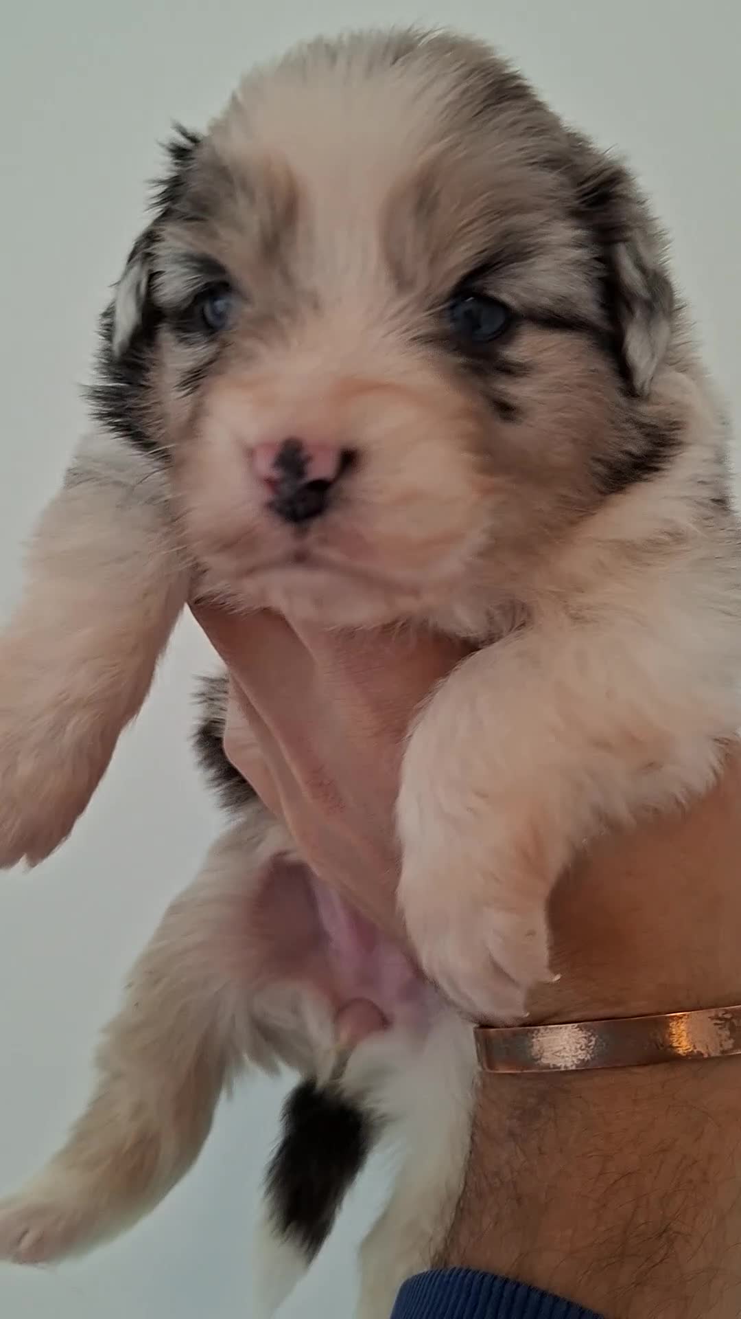 Australian Shepherd dogs for sale: ​🐾 Beautiful Australian Shepherd Puppies 🐾 - Video 4